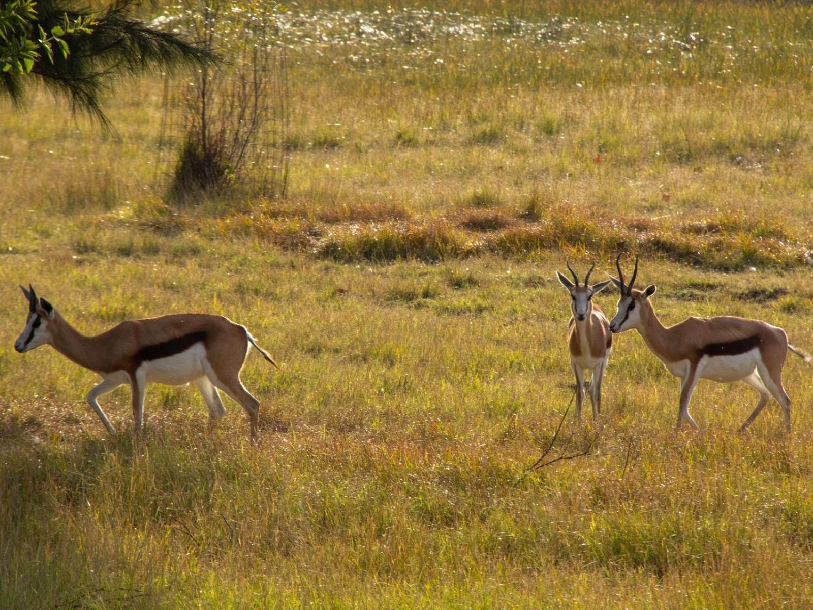 Airport Bird & Game Lodge كمبتون بارك المظهر الخارجي الصورة