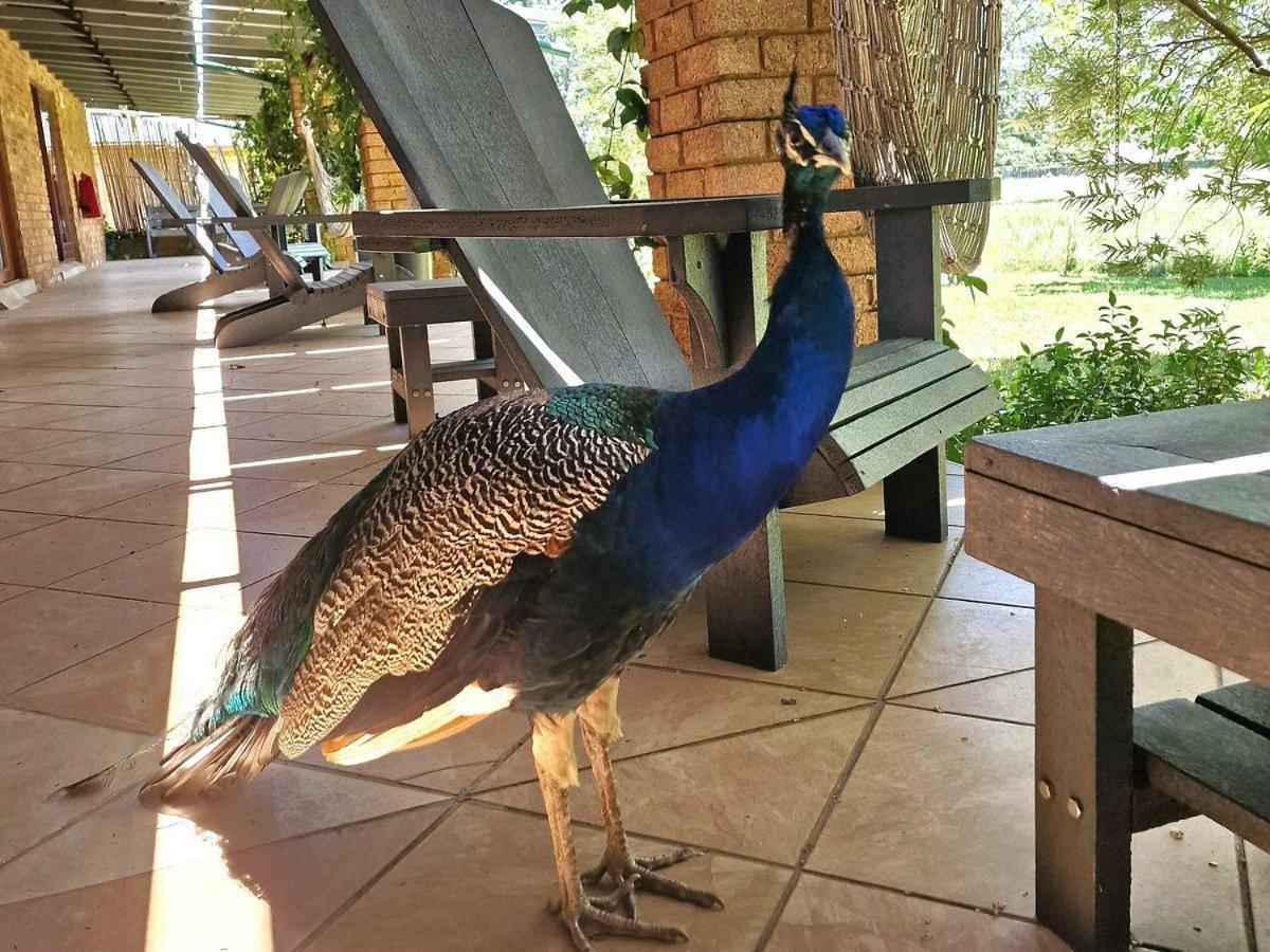 Airport Bird & Game Lodge كمبتون بارك المظهر الخارجي الصورة